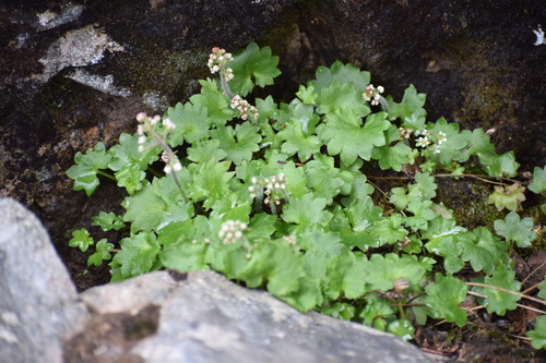 Porsild's saxifrage (Micranthes porsildiana)