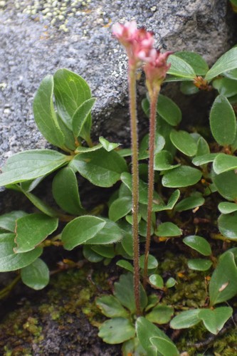 Image of Micranthes tenuis by (c) Syd Cannings, some rights reserved (CC BY)