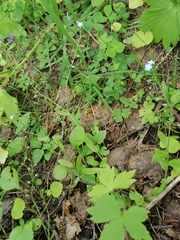 Myosotis krylovii collucata