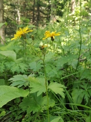Crepis lyrata