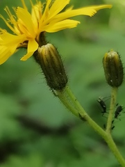 Crepis lyrata