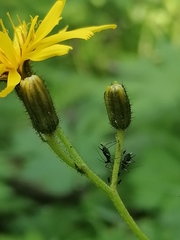 Crepis lyrata