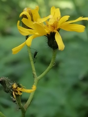 Crepis lyrata