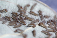 Creatonotos transiens
