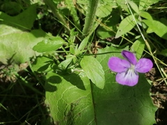 Viola disjuncta