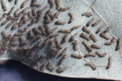 Creatonotos transiens