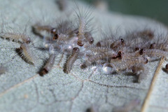 Creatonotos transiens