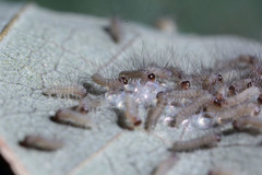 Creatonotos transiens