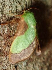 Parasa chloris