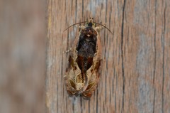 Olethreutes nigranum