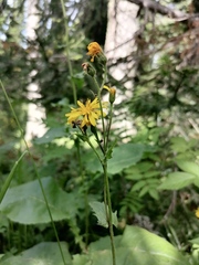 Crepis lyrata