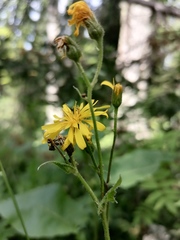 Crepis lyrata