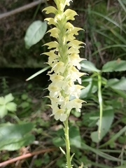Pedicularis proboscidea