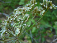 Angelica californica