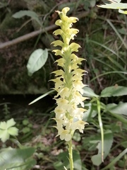 Pedicularis proboscidea