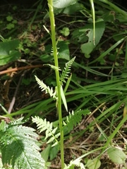 Pedicularis proboscidea