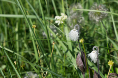 Clematis integrifolia