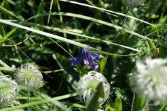 Clematis integrifolia
