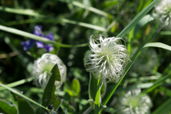 Clematis integrifolia