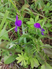 Viola disjuncta