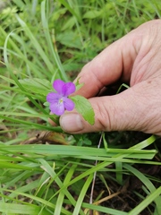 Viola disjuncta