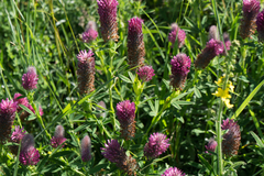 Trifolium rubens
