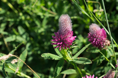 Trifolium rubens