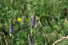 Veronica orchidea