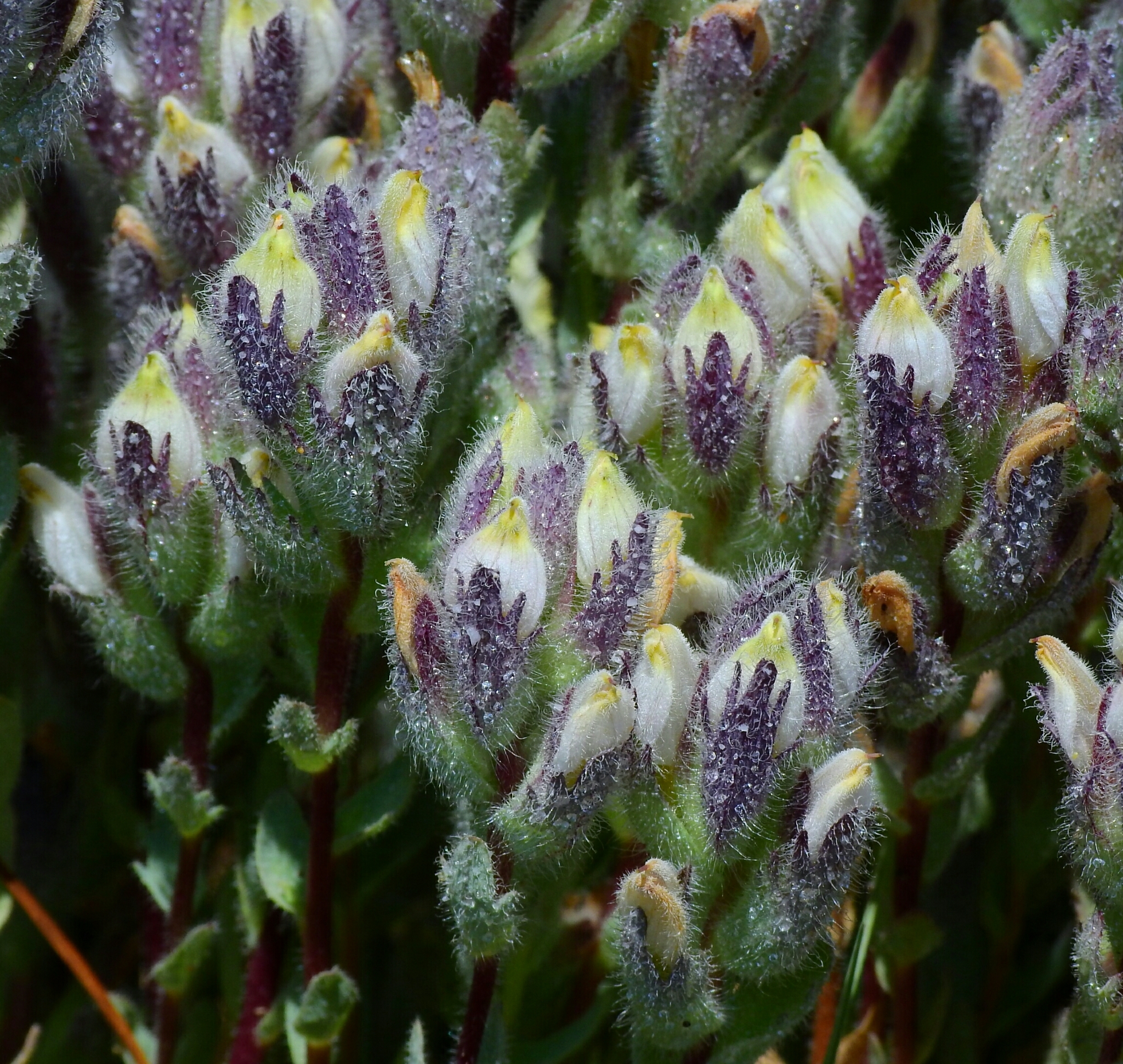 Chloropyron molle ssp. molle