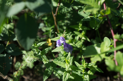 Scutellaria hastifolia (Scutellaria hastifolia)