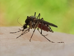 Aedes camptorhynchus