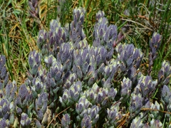 Chloropyron molle molle