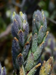 Chloropyron molle molle