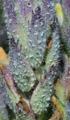 Chloropyron molle molle