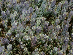 Chloropyron molle molle