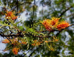 Grevillea robusta