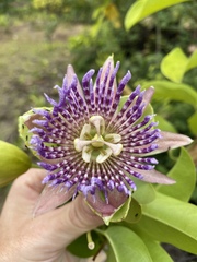 Passiflora laurifolia