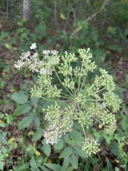Angelica venenosa