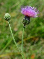 Cirsium hydrophilum hydrophilum