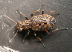 Elaphrus cupreus