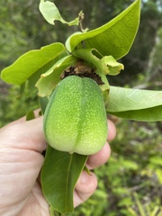 Passiflora laurifolia