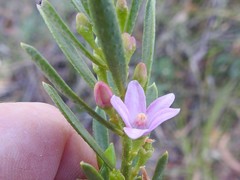 Philotheca queenslandica