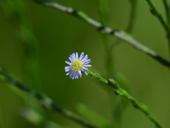 Symphyotrichum expansum