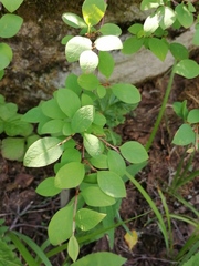 Cotoneaster uniflorus
