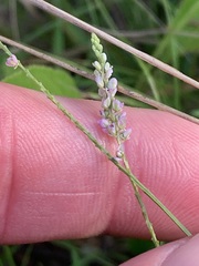 Polygala verticillata