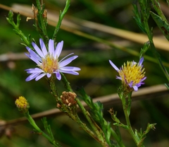 Symphyotrichum lentum