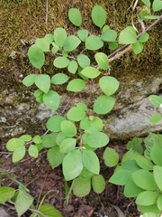 Cotoneaster uniflorus