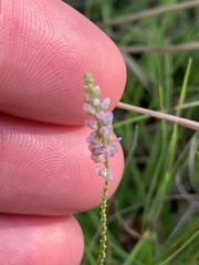 Polygala verticillata