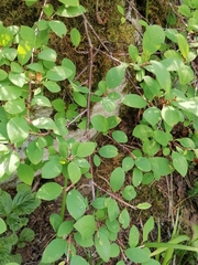Cotoneaster uniflorus