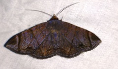 Mecodina lanceola